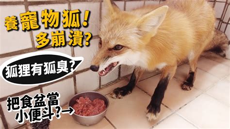 狐狸可以養嗎|想把「丁滿」當寵物飼養？這絕非易事喔～瞭解更多狐。